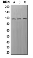 1 - Anti-EPAC1 Antibody AP51831