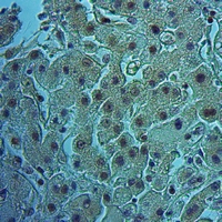19 - Anti-GFR Antibody AP51832