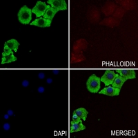 3 - Anti-RIN1 Antibody AP51833