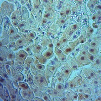 19 - Anti-RIN1 Antibody AP51833