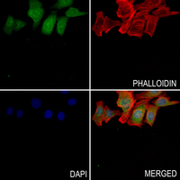 3 - Anti-RASSF2 Antibody AP51834