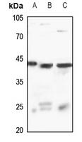 1 - Anti-RASSF2 Antibody AP51834