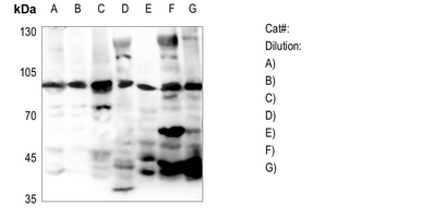 1 - Anti-RASA3 Antibody AP51835