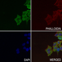3 - Anti-CAPRI Antibody AP51836