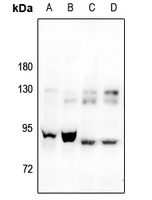 1 - Anti-CAPRI Antibody AP51836