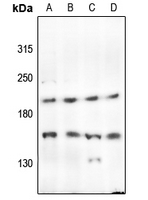 1 - Anti-PTP kappa Antibody AP51841