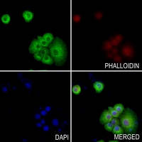 3 - Anti-RGS5 Antibody AP51842