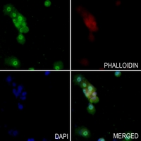 3 - Anti-ARHGEF5 Antibody AP51843