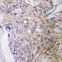 19 - Anti-GEF H1 Antibody AP51844