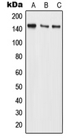 1 - Anti-BMS1 Antibody AP51845