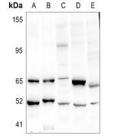 1 - Anti-URI1 Antibody AP51846