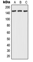 1 - Anti-RPAP1 Antibody AP51847