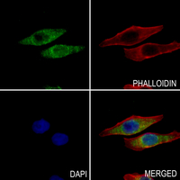3 - Anti-RPAP3 Antibody AP51848