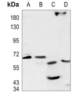 1 - Anti-RPAP3 Antibody AP51848