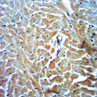 19 - Anti-Dishevelled 3 Antibody AP51850