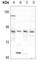 1 - Anti-Dishevelled 3 Antibody AP51850