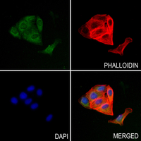 3 - Anti-Septin 6 Antibody AP51851