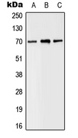 1 - Anti-SLC6A8 Antibody AP51857
