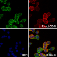 3 - Anti-XTRP2 Antibody AP51858