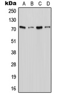 1 - Anti-XTRP2 Antibody AP51858