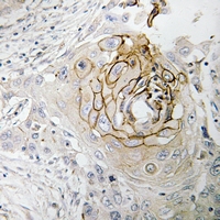 19 - Anti-Nav1.7 Antibody AP51860