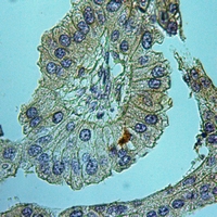 19 - Anti-NHE6 Antibody AP51863