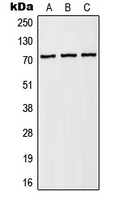 1 - Anti-NHE6 Antibody AP51863