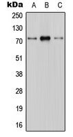1 - Anti-CNT1 Antibody AP51864