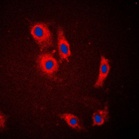 3 - Anti-NCKX1 Antibody AP51865