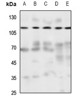 1 - Anti-NCKX1 Antibody AP51865