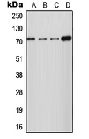 1 - Anti-NCKX2 Antibody AP51866