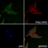 3 - Anti-CD1e Antibody AP51870