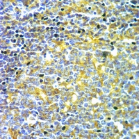 19 - Anti-CD1e Antibody AP51870