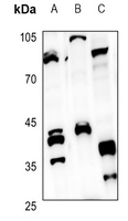 1 - Anti-CD1e Antibody AP51870