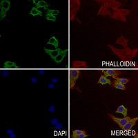 3 - Anti-TCP1 zeta Antibody AP51873