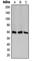1 - Anti-TCP1 zeta Antibody AP51873