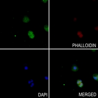3 - Anti-mTERF Antibody AP51875