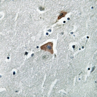 19 - Anti-mTERF Antibody AP51875