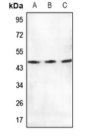 1 - Anti-mTERF Antibody AP51875