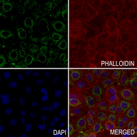 3 - Anti-PBR Antibody AP51876