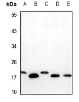 1 - Anti-PBR Antibody AP51876