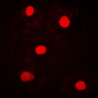 3 - Anti-NICE4 Antibody AP51877