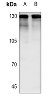 1 - Anti-NICE4 Antibody AP51877