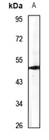 1 - Anti-ATP6AP1 Antibody AP51879