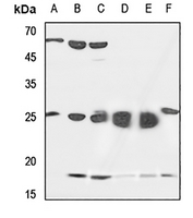 1 - Anti-SFT2D2 Antibody AP51880