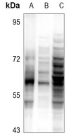 1 - Anti-ZNF50 Antibody AP51883