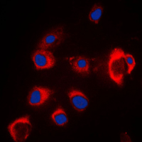 3 - Anti-ZIP7 Antibody AP51886