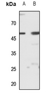 1 - Anti-ZIP7 Antibody AP51886