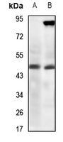 1 - Anti-ZAG Antibody AP51887
