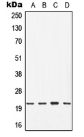 1 - Anti-CDC42 Antibody AP51888